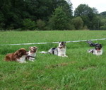 Das Team "Paws on Heaven"