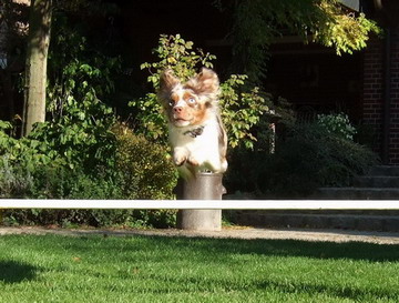Eleany beim "Garten-Agility"