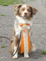 "Paws on Heaven's Early Chester"