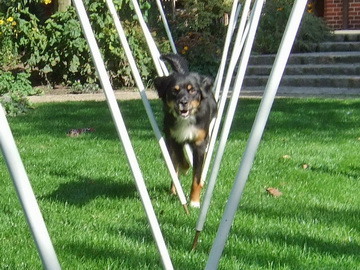 Surani beim V-Slalom im Garten