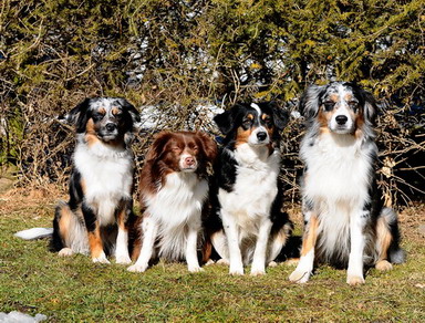 Wir Mini Aussies im Jahr 2010