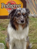 "Paws on Heaven's Sweet Bonjosy"