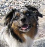Paws on Heaven's Eddy Alain