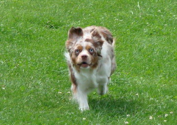 Eleany beim Hunderennen