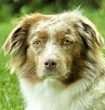 Paws on Heaven's Gentle Elijah