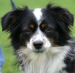 "Paws on Heaven's Dinky Darleen"