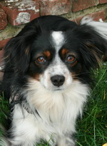 Paws on Heaven's Dinky Darleen