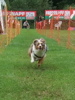 Eleany beim Hunderennen