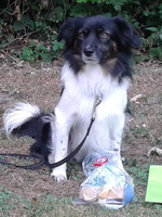 Fynn