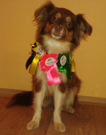 Golden Brownie (Masha)