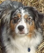 Arico
