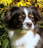 Paws on Heaven's Canny Feenja