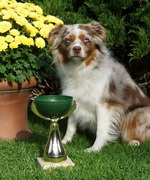Eleany als Zweitplatzierte bei der Agility-Kreismeisterschaft 2014