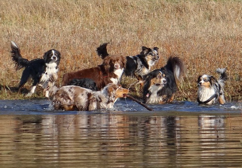 Pawstreffen 2014