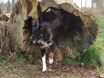 Agility-Training in freier Natur