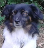 Fynn