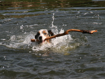 Ich schwimme leidenschaftlich gerne