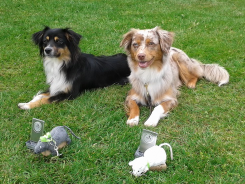 Tumleh und Gracie nach bestandener BH-Prüfung