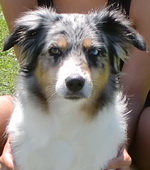 Sweet Chili (Nala)