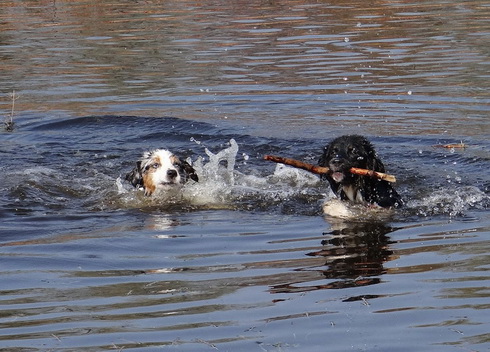 Angel und HOBBIT bei der Aquagymnastik 