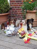 Unser preisgekröntes Agility-Trio