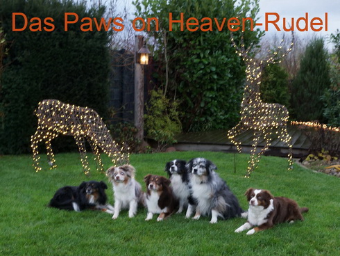 Das Paws on Heaven-Rudel im Dezember 2022