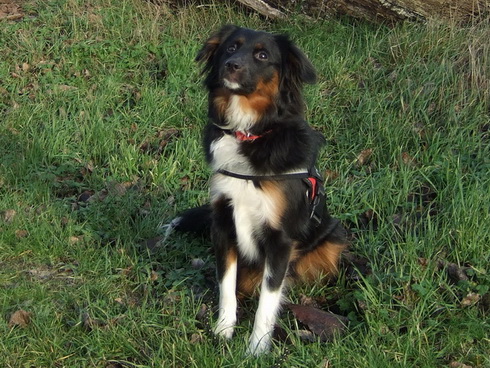 Blackbird Peewee (1 Jahr alt)