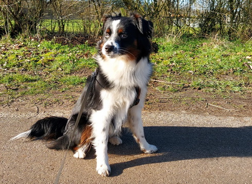 Plucky Percy (1 Jahr alt)