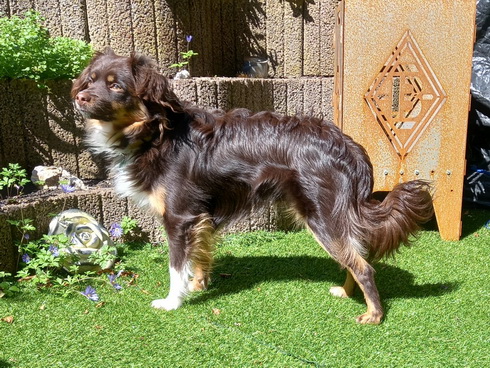 Charming Paddy (1 Jahr alt)