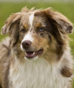 Gentle Ivano (Ivo)