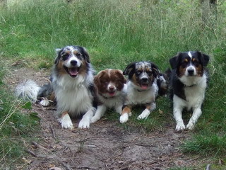 Paws on Heaven Mini Aussies