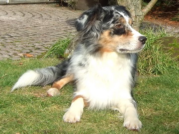 Arico (3 Jahre alt)