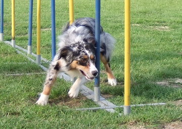 Arico beim Agility