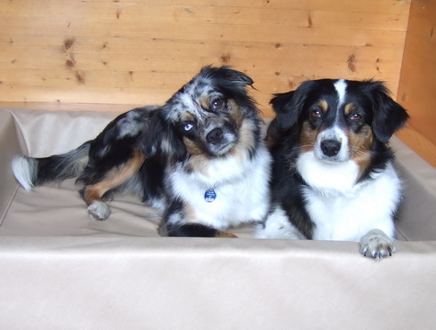 Ashira und Belina in der Wurfkiste