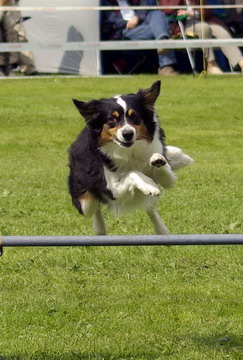 Ashira beim Agility