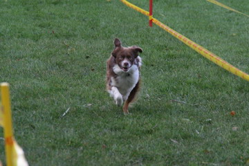 1. EMASCD Mini Aussie-Rennen am 25.10.2009