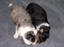 Die Hündinnen beim Kuscheln