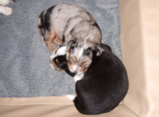 Die Rüden beim Kuscheln