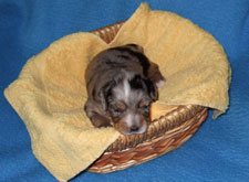 Blue merle Rüde