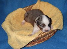 Blue merle Hündin