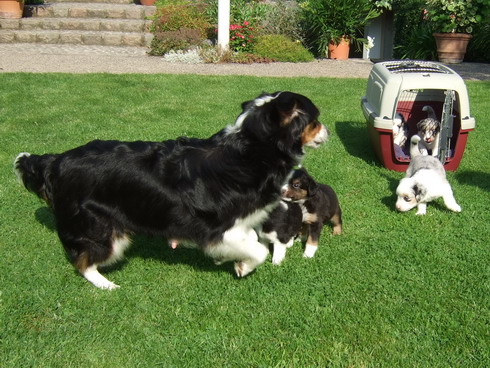 Spielfoto von Ashira mit ihren Welpen im Garten