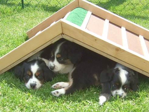 "Dira", "Digger" und "Dinky" im "Mini Aussie-Mini Haus"