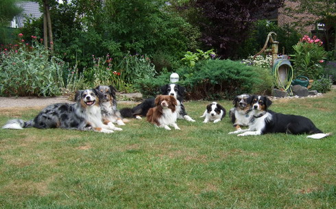 Versammlung des Paws on Heaven-Rudels