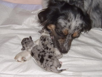 Blue merle Welpen (von unten nach oben: Rüde, Hündin)