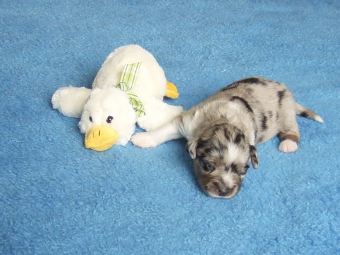 "Blue Boy Eddy" (26.07.2010)