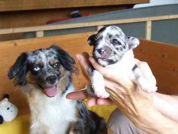 "Blue Girl Ebony" mit offenen Augen (25.07.2010)