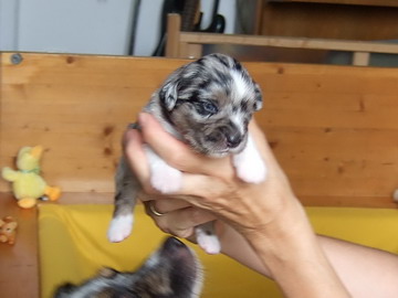 "Blue Boy Eddy" mit offenen Augen (26.07.2010)