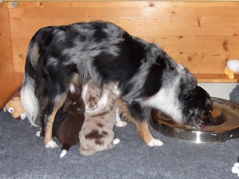 Belina und die Mini Paws beim Nachtisch