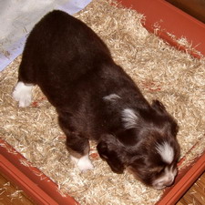 "Red Fairboy" auf der Hundetoilette