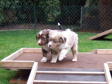 "Flea Jay-Jay" und "Famous Penny Lane"